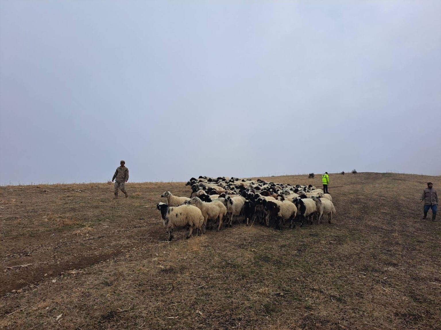 Jandarma arazide kaybolan küçükbaş hayvanları bularak sahibine teslim etti