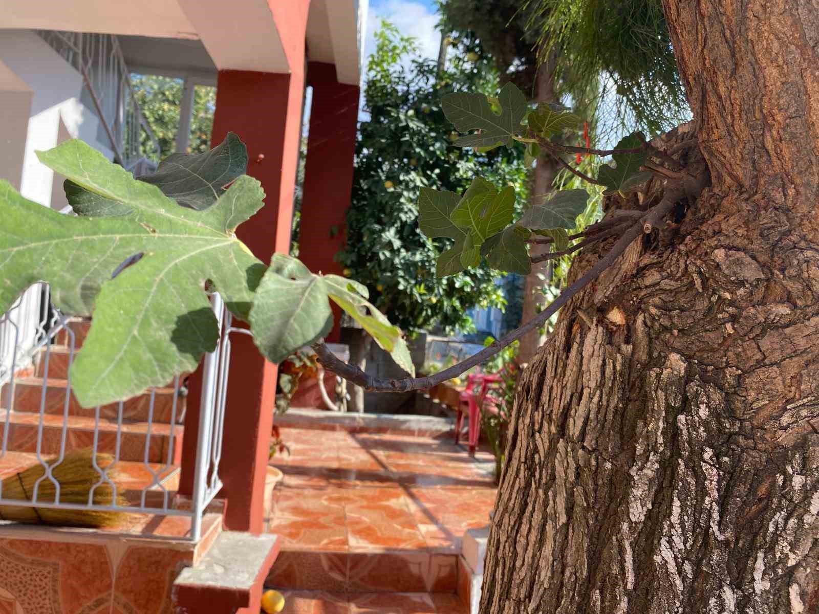 Osmaniye’de dut gövdesinden incir çıktı: Dut ağacının gövdesinde yetişip meyve veren incir ağacı şaşırttı