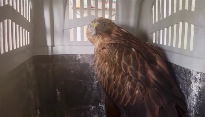 Kızıl Şahinler &ouml;zg&uuml;rl&uuml;ğe u&ccedil;tu
