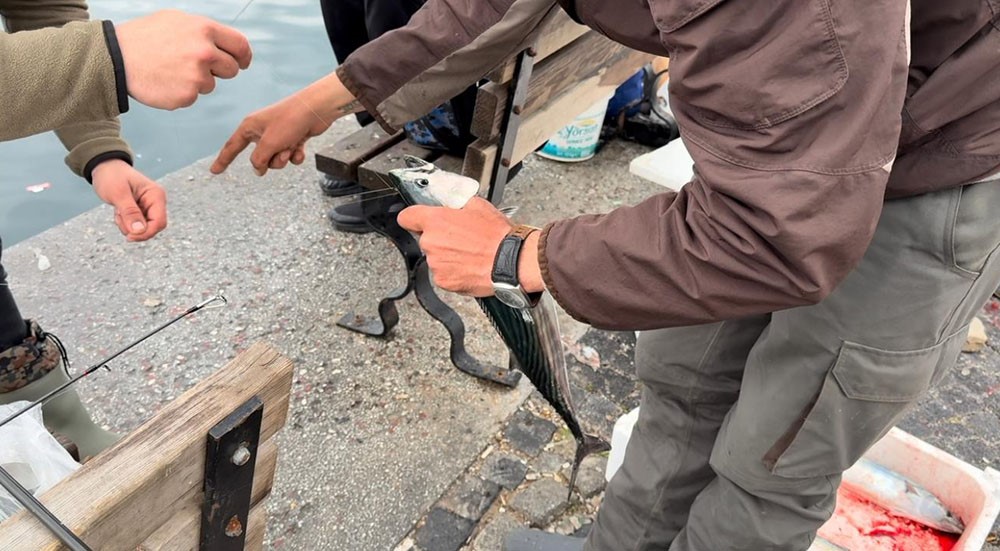 İskelede palamut bereketi
