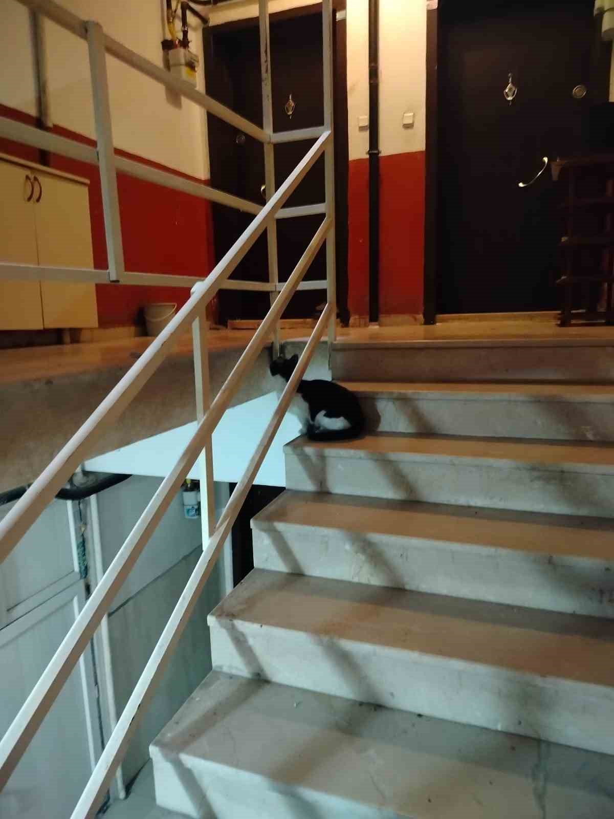 Havalandırma boşluğuna düşen kediyi itfaiye kurtardı
