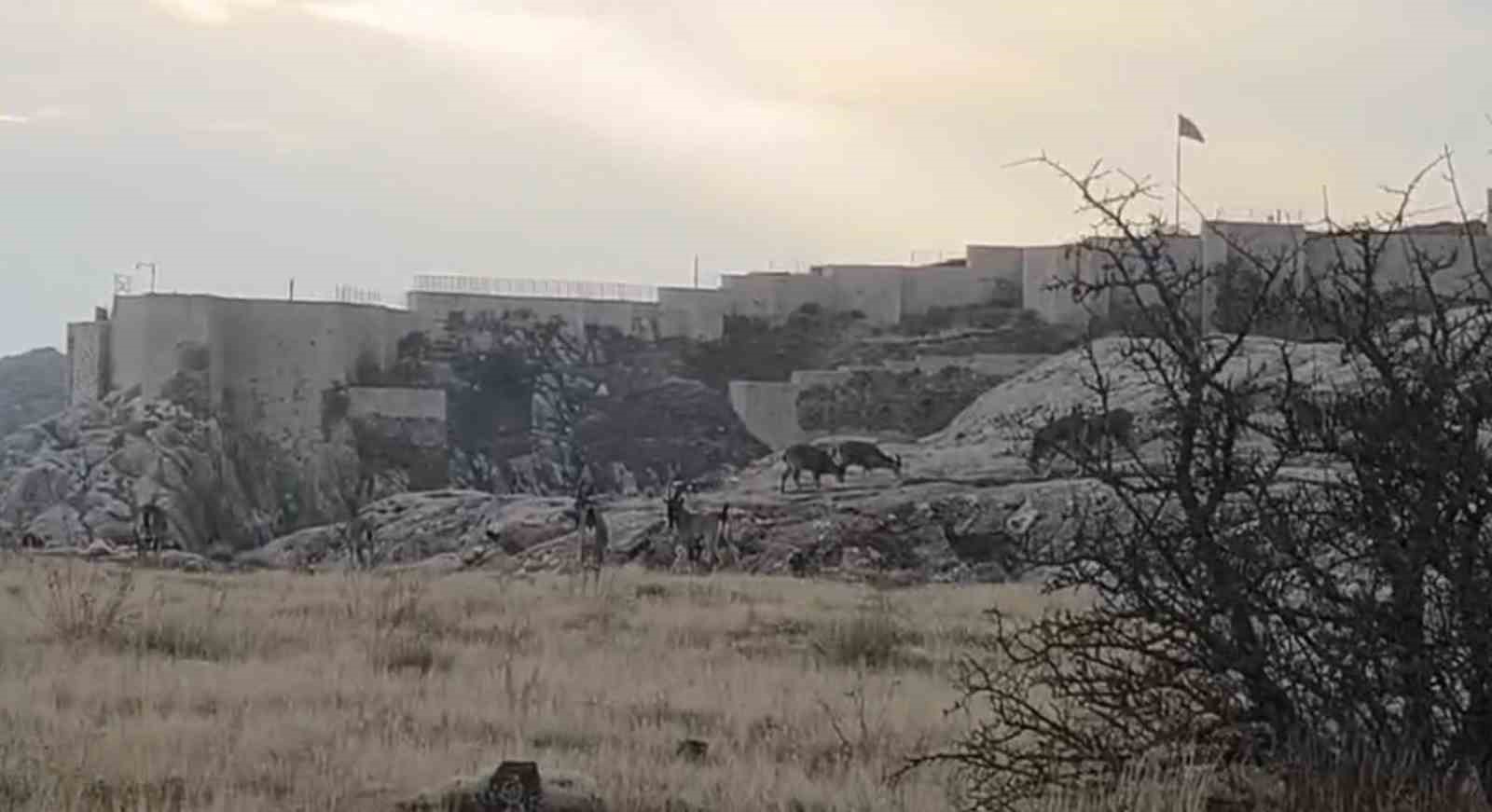 Sabah saatlerinde dağ keçileri sürü halinde ortaya çıktı