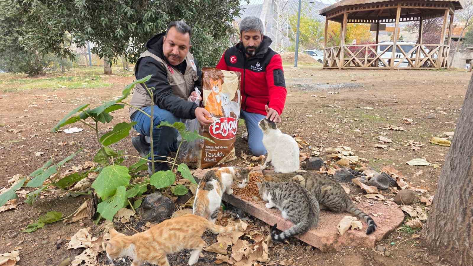 Siverek’te sahipsiz kedilere mama bırakıldı