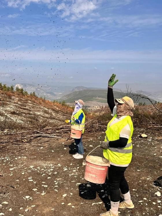 Yangın alanları yeşile b&uuml;r&uuml;n&uuml;yor
