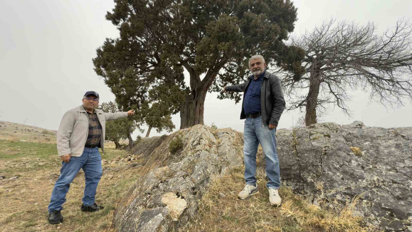 Köy halkı 508 yaşındaki ardıç ağacının tescilini istiyor