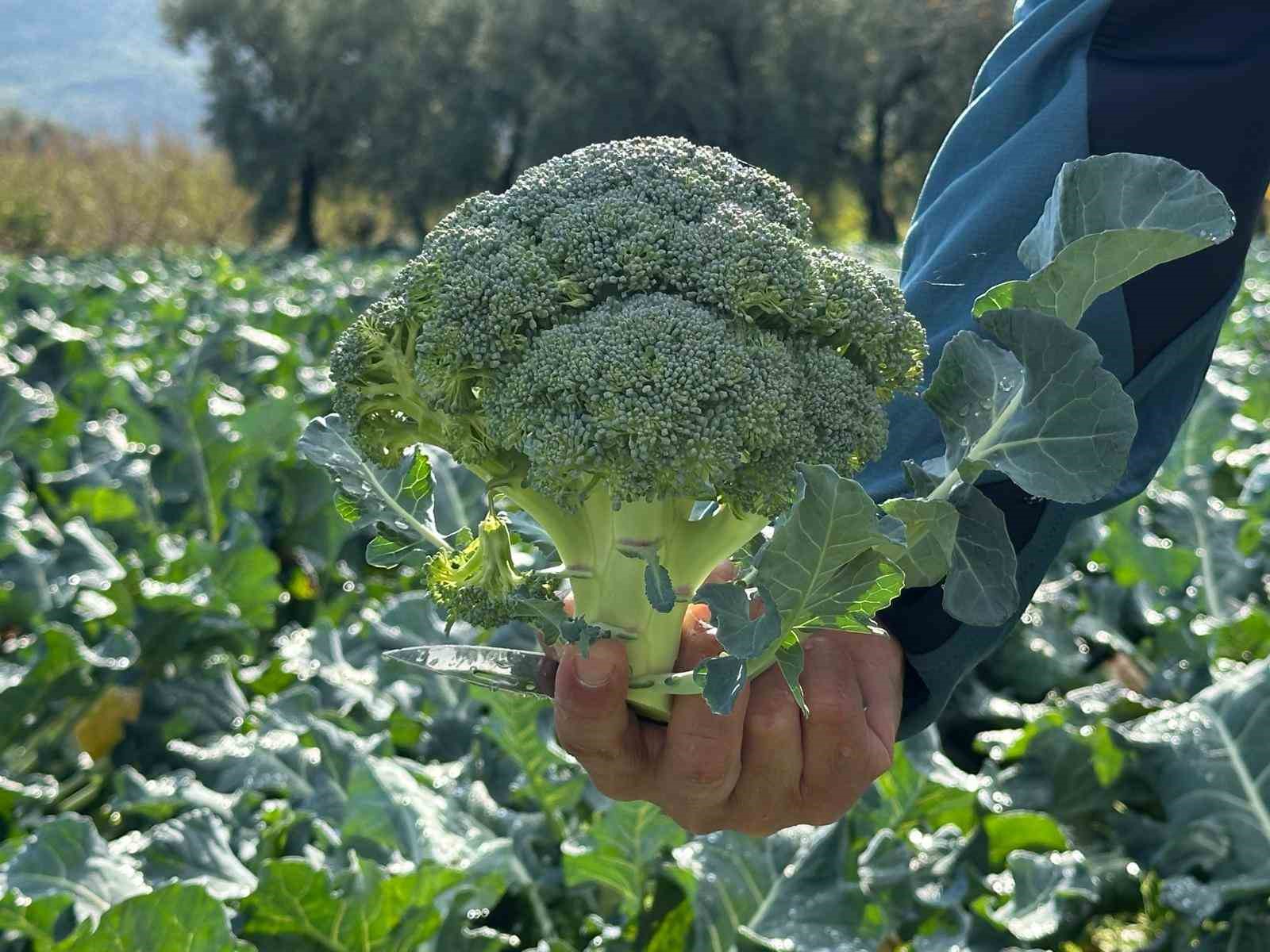 Fiyatı tarlada 10 liraya inen brokoli pazarda 70 liraya satılıyor
