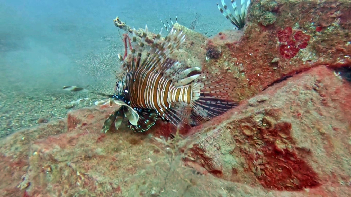 Akdeniz’de balıkların rekabeti: Kızıldeniz’den gelen balık türleri, yerli balıkları baskıladı
