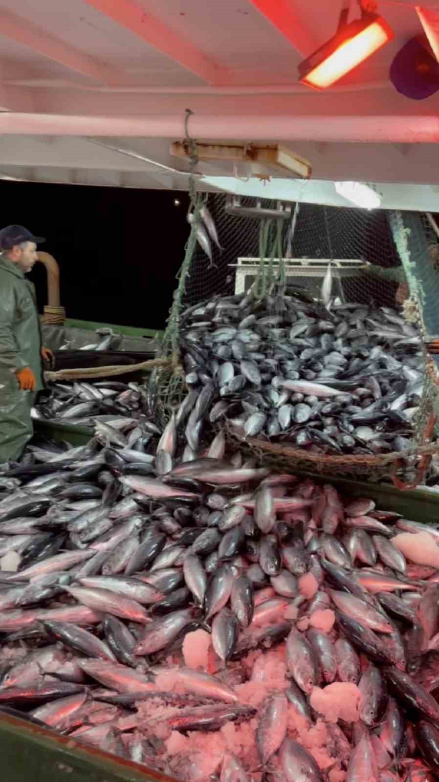 Hamsi bolluğu av baskısı oluşturdu: Şok tesislerinde, taşıyıcı kamyonlarda yer kalmadı