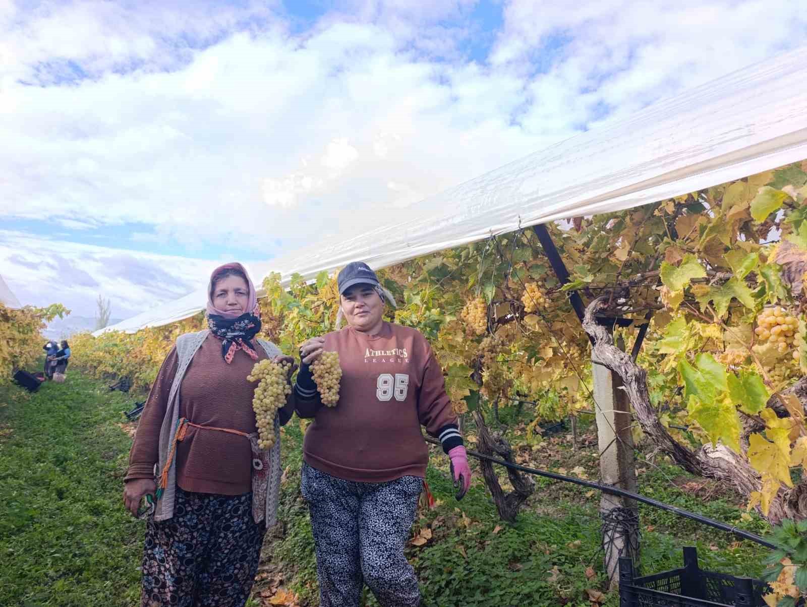 Sarıg&ouml;l&rsquo;de &uuml;z&uuml;m kesimi aralık ayında da s&uuml;r&uuml;yor
