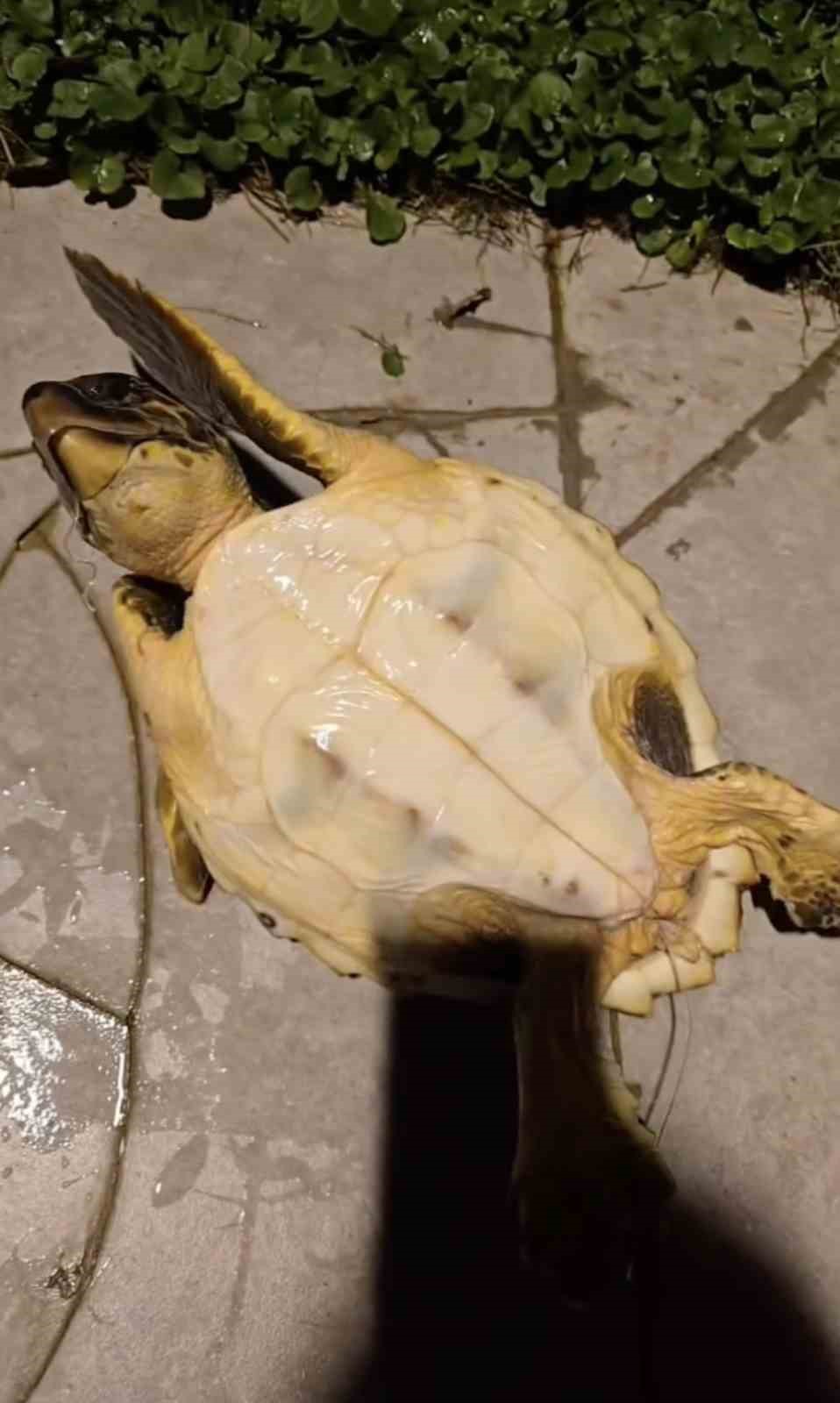 Misina ve ipe dolanan caretta carettanın yardımına vatandaşlar yetişti