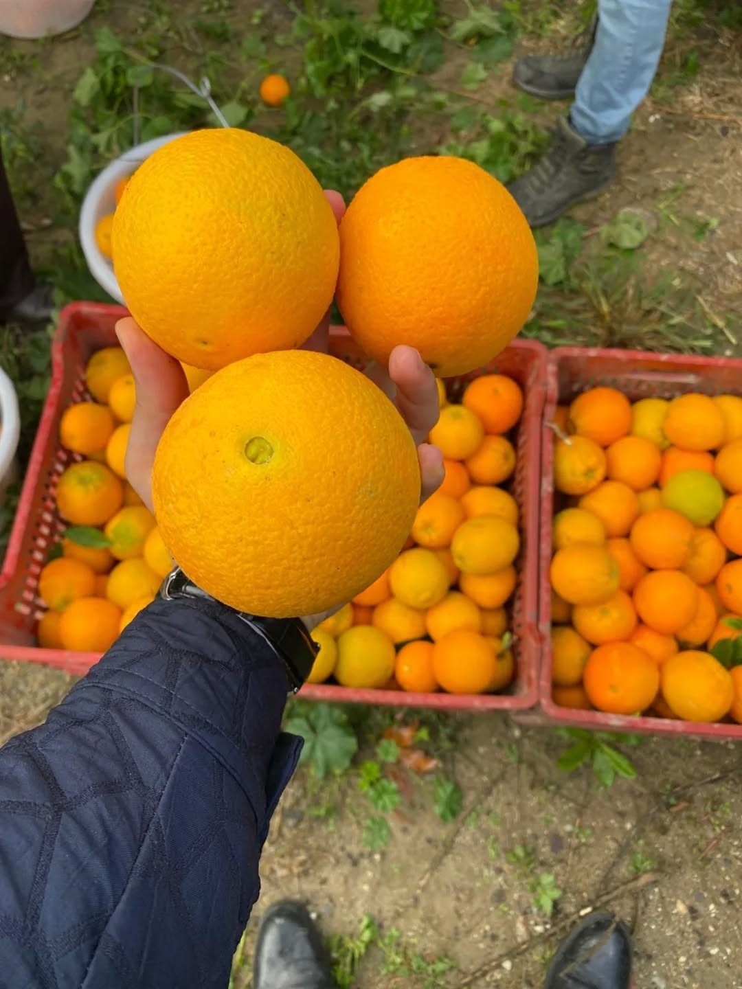 Kuyucak’ta portakal hasadı yapıldı, üreticilere belgeleri teslim edildi
