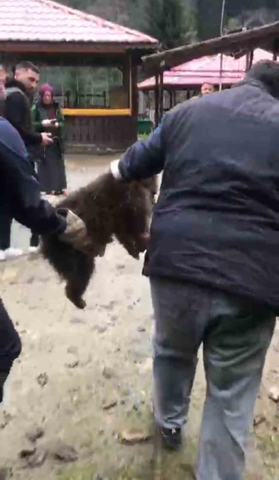 Ağaçta mahsur kalan yavru ayı, itfaiye tarafından kurtarıldı
