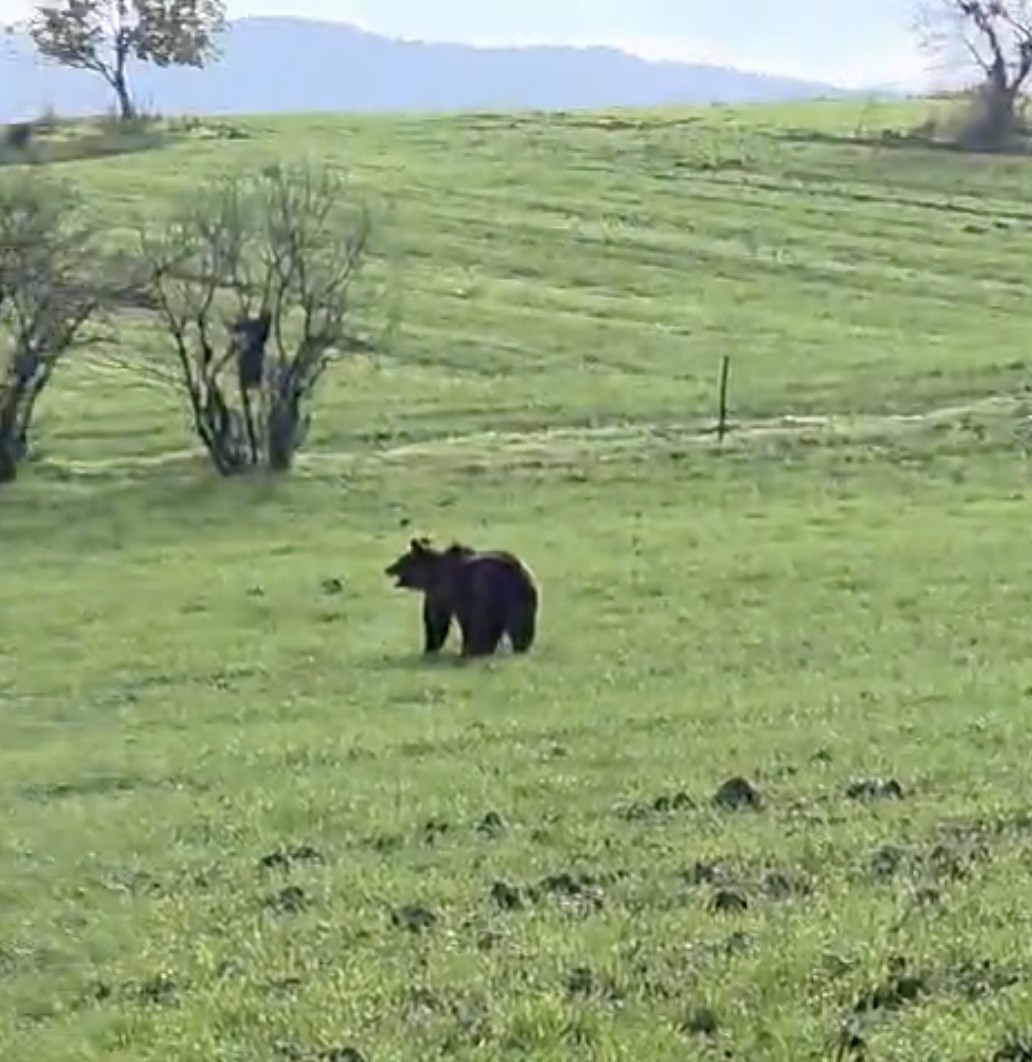 Çanakkale’de köy yoluna inen ayı cep telefonu kamerasına yansıdı