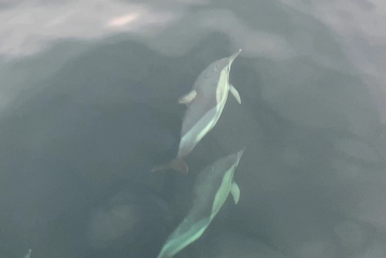 Ordu’da yunusların balıkçı tekneleriyle yarışması görsel şölen oluşturdu