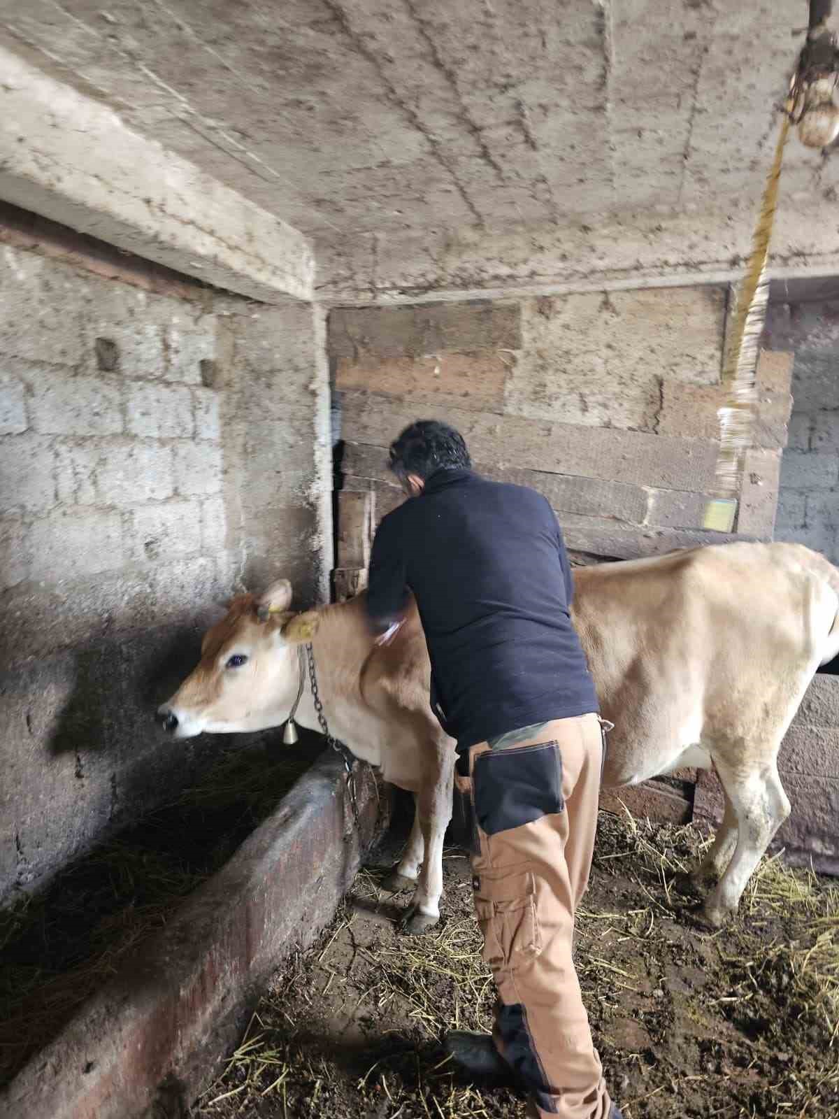 Giresun’da 450 binden fazla hayvan aşılandı
