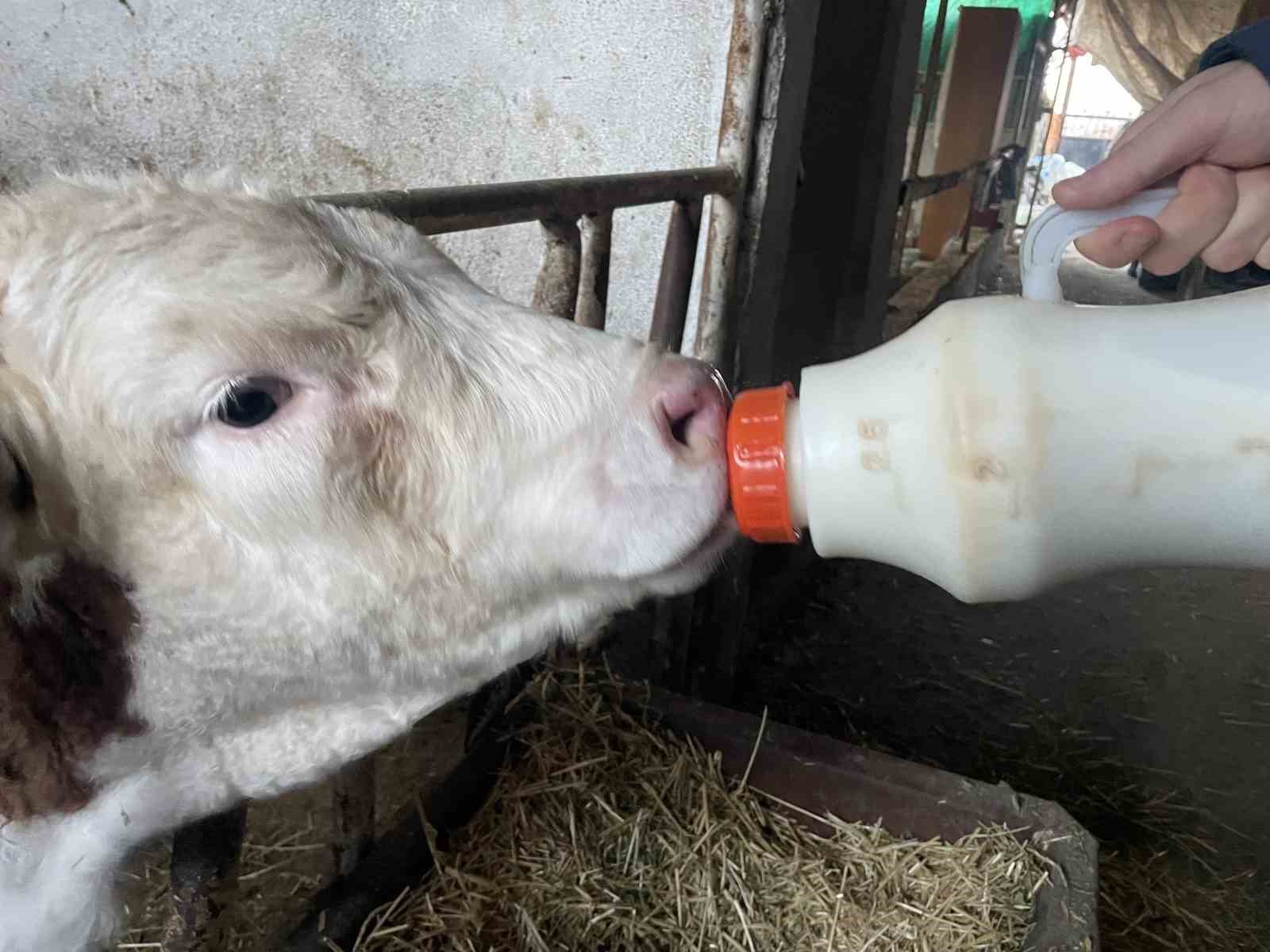 Şapın vurduğu üreticiler süt fiyatında güncelleme istiyor
