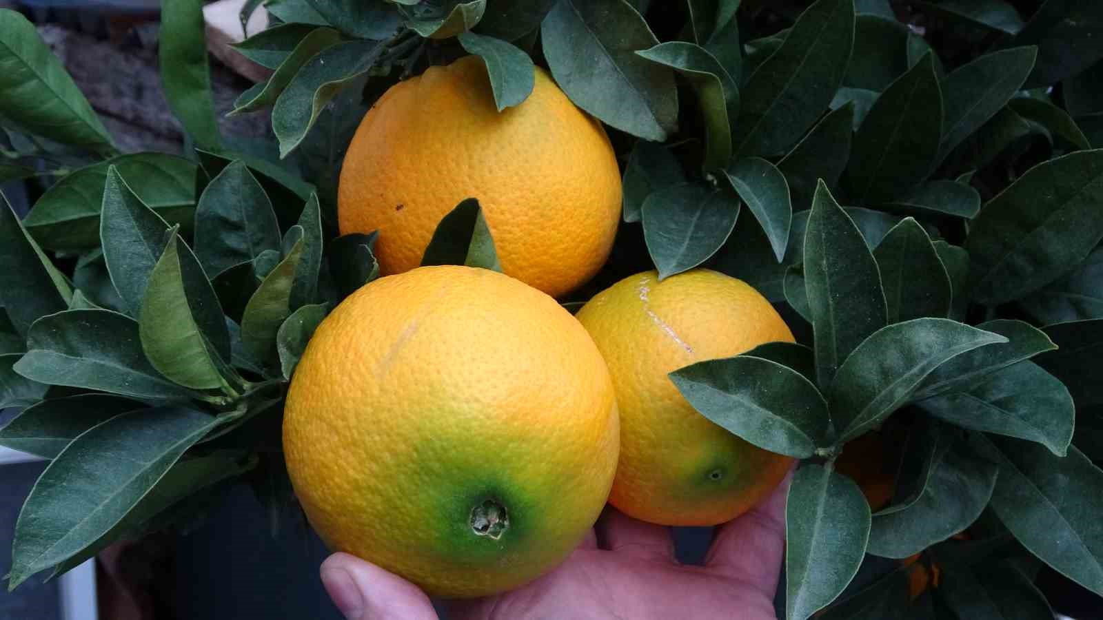 Ordu’da narenciye hasadı başladı 3 Ordu’da narenciye hasadı başladı