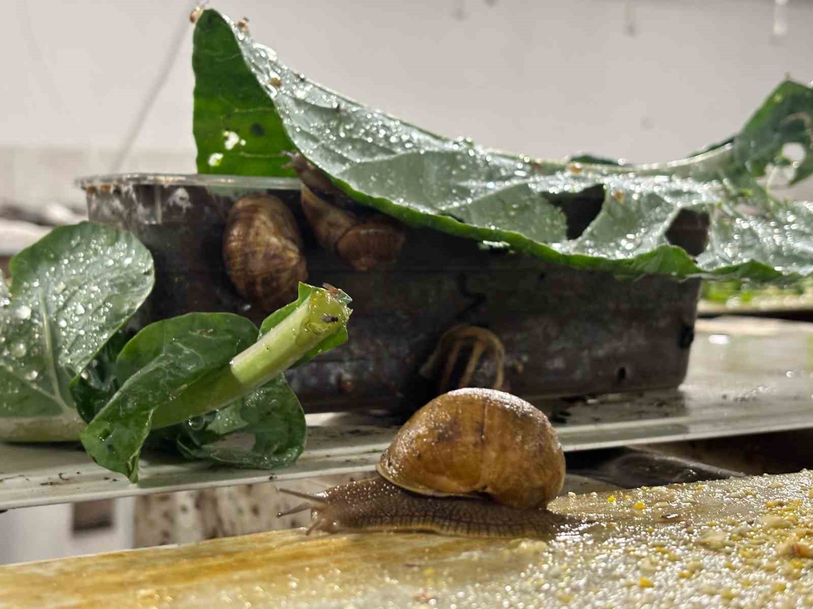 Trabzon’dan dünyaya ’Googlis’
