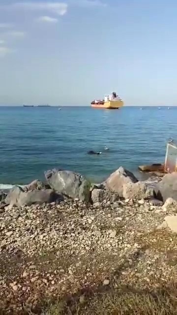 Gemiden denize d&uuml;şen angus y&uuml;zerek karaya ulaştı
