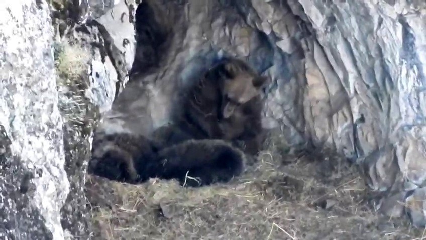 Kış uykusuna yatmaya hazırlanan ayı ailesi b&ouml;yle g&ouml;r&uuml;nt&uuml;lendi
