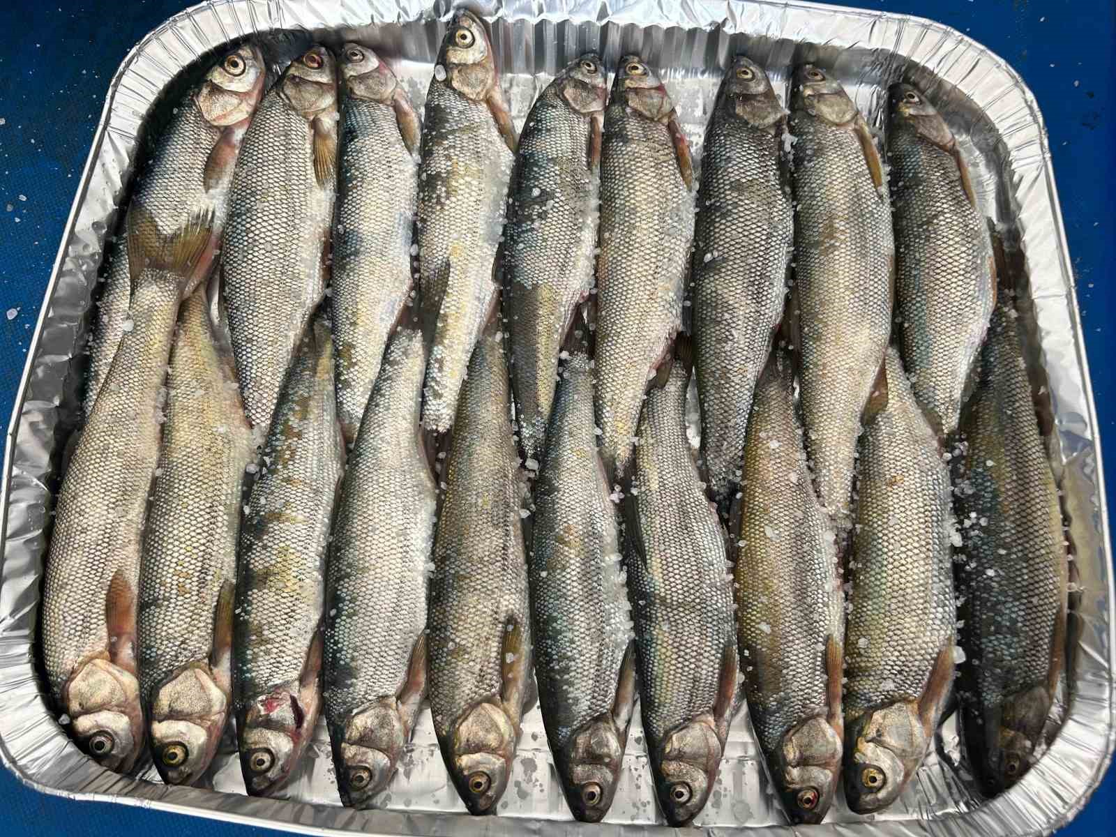 Prof. Dr. Alaeddinoğlu: "İnci kefalinin nesli ciddi tehdit altında"