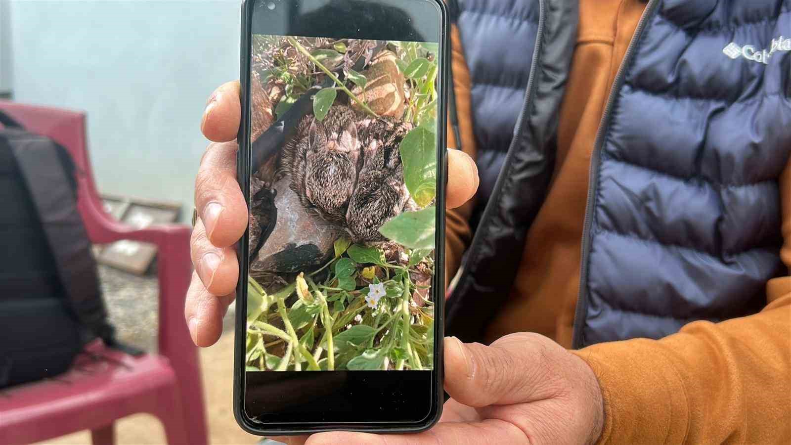 Merhametli çiftçi, yılların emeğine kemirerek zarar veren tavşanları "Bunlar şimdi hazırlanıyor, Doğan’ın fidanını nasıl yiyeceğim diye düşünüyor" diyerek elleriyle yakaladı