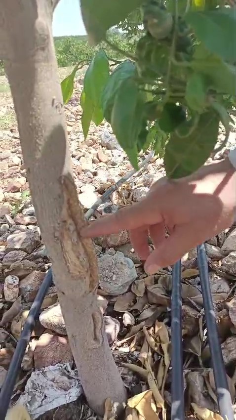Merhametli &ccedil;ift&ccedil;i, yılların emeğine kemirerek zarar veren tavşanları "Bunlar şimdi hazırlanıyor, Doğan&rsquo;ın fidanını nasıl yiyeceğim diye d&uuml;ş&uuml;n&uuml;yor" diyerek elleriyle yakaladı
