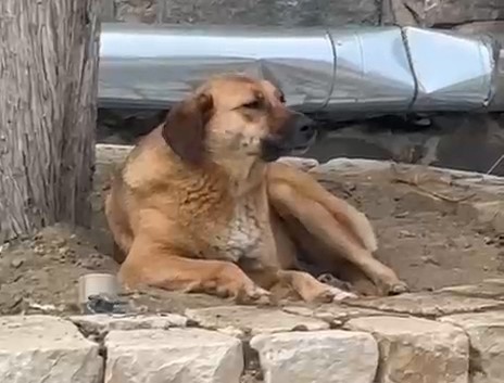 Bursa’da ezana uluyan sokak köpeği dikkat çekti