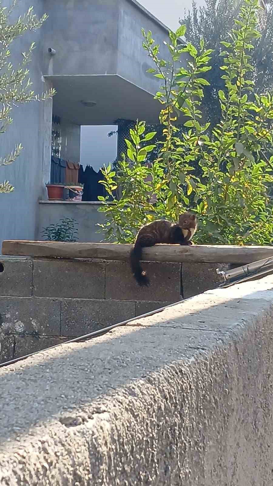 Osmaniye sokaklarında nadir misafir: Sansar güneşlenirken görüntülendi