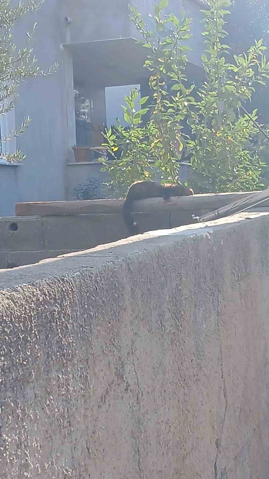 Osmaniye sokaklarında nadir misafir: Sansar güneşlenirken görüntülendi