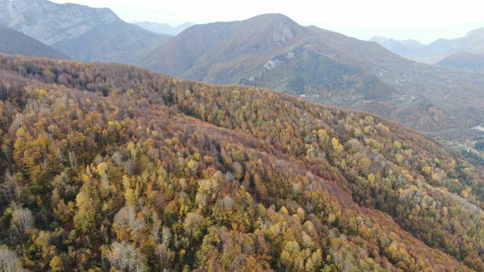 Sonbahara bürünen ormanlar ve ’çam kokulu’ evler mest ediyor