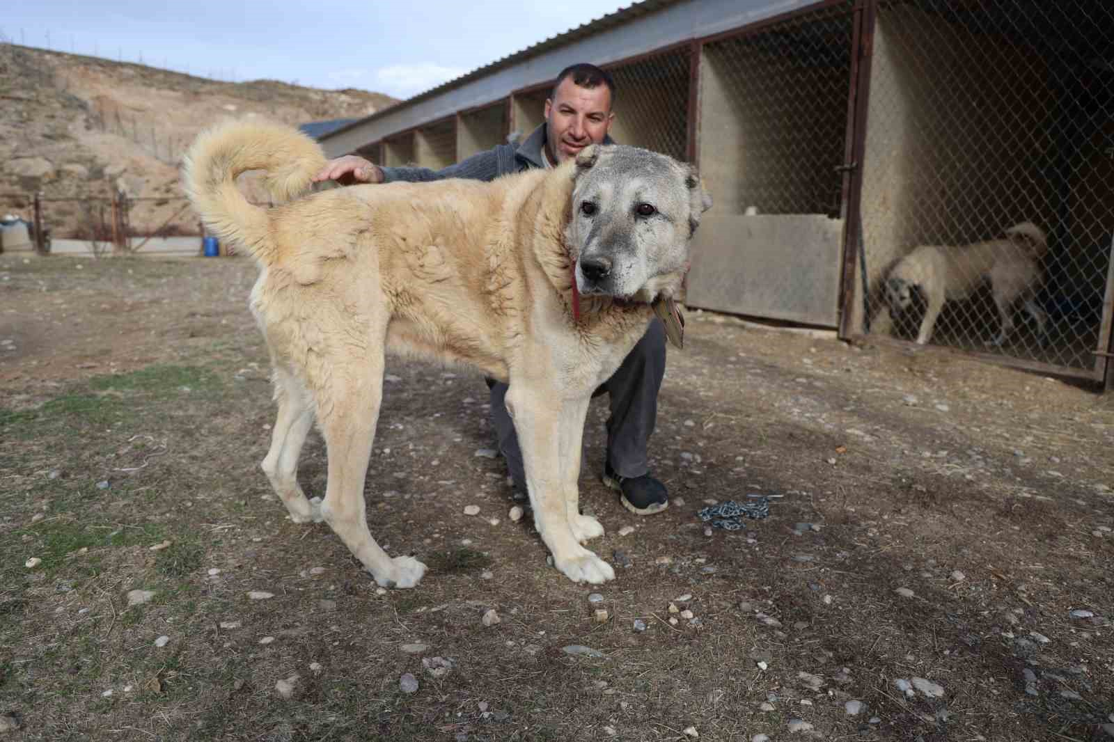 Kangallar kış modunu açtı, kar yağışını beklemeye başladı