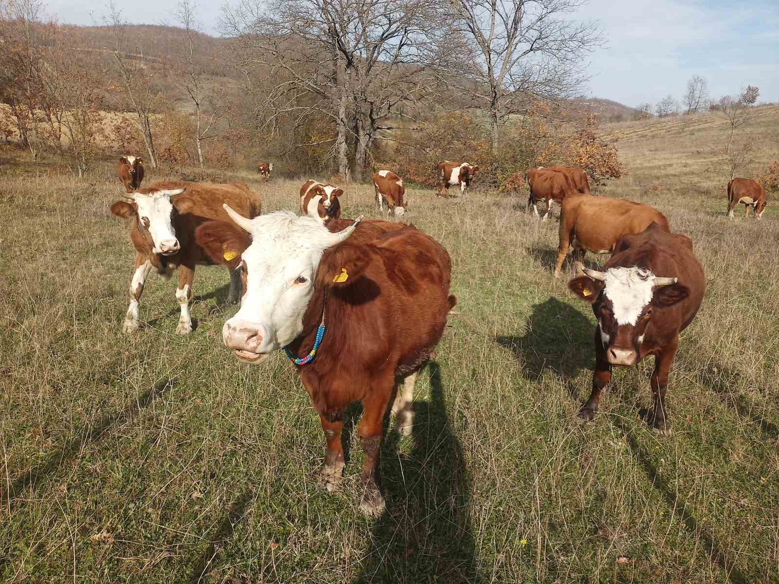 Samsun’da 2026 Şap Aşılama Programı başladı