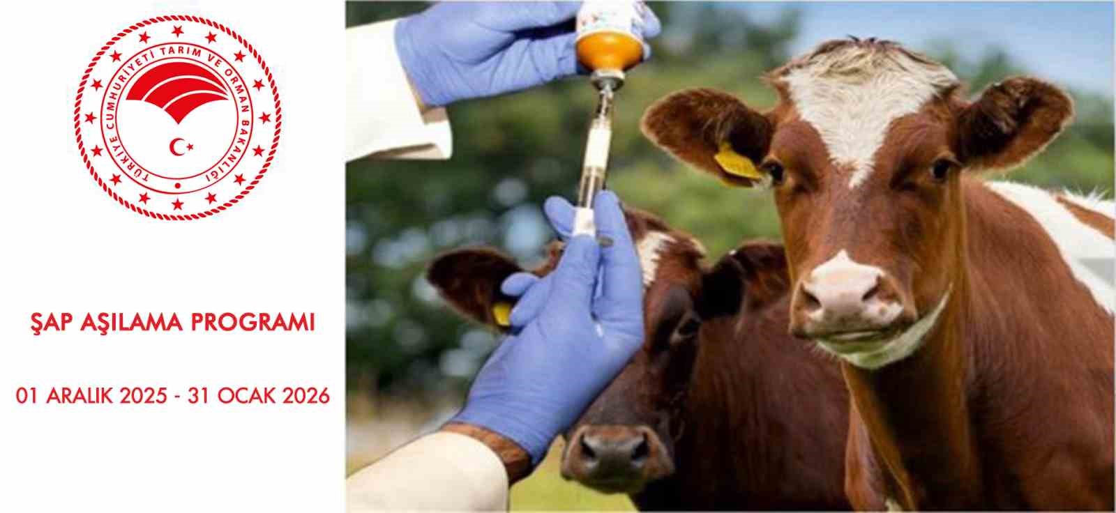 Samsun’da 2026 Şap Aşılama Programı başladı
