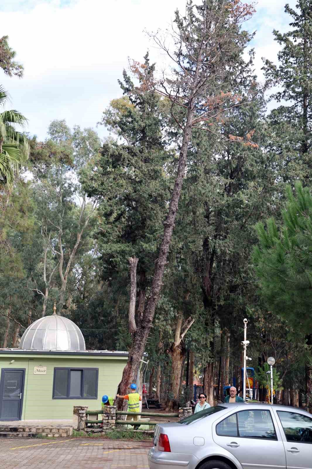 Kuruyan, risk oluşturan ve devrilen ağa&ccedil;lar tespit ediliyor
