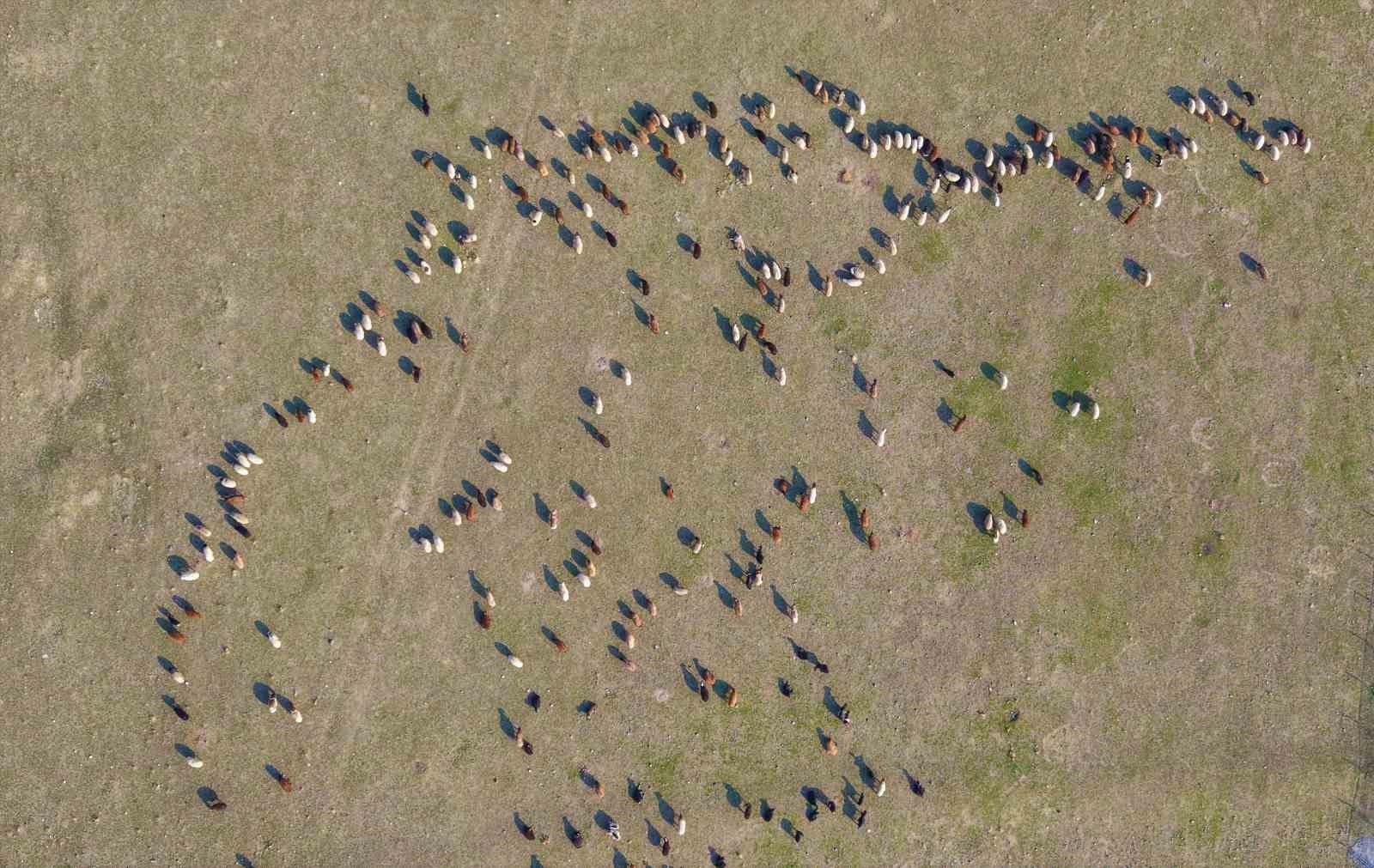 Muş’ta kar yağmayınca yem giderleri azaldı