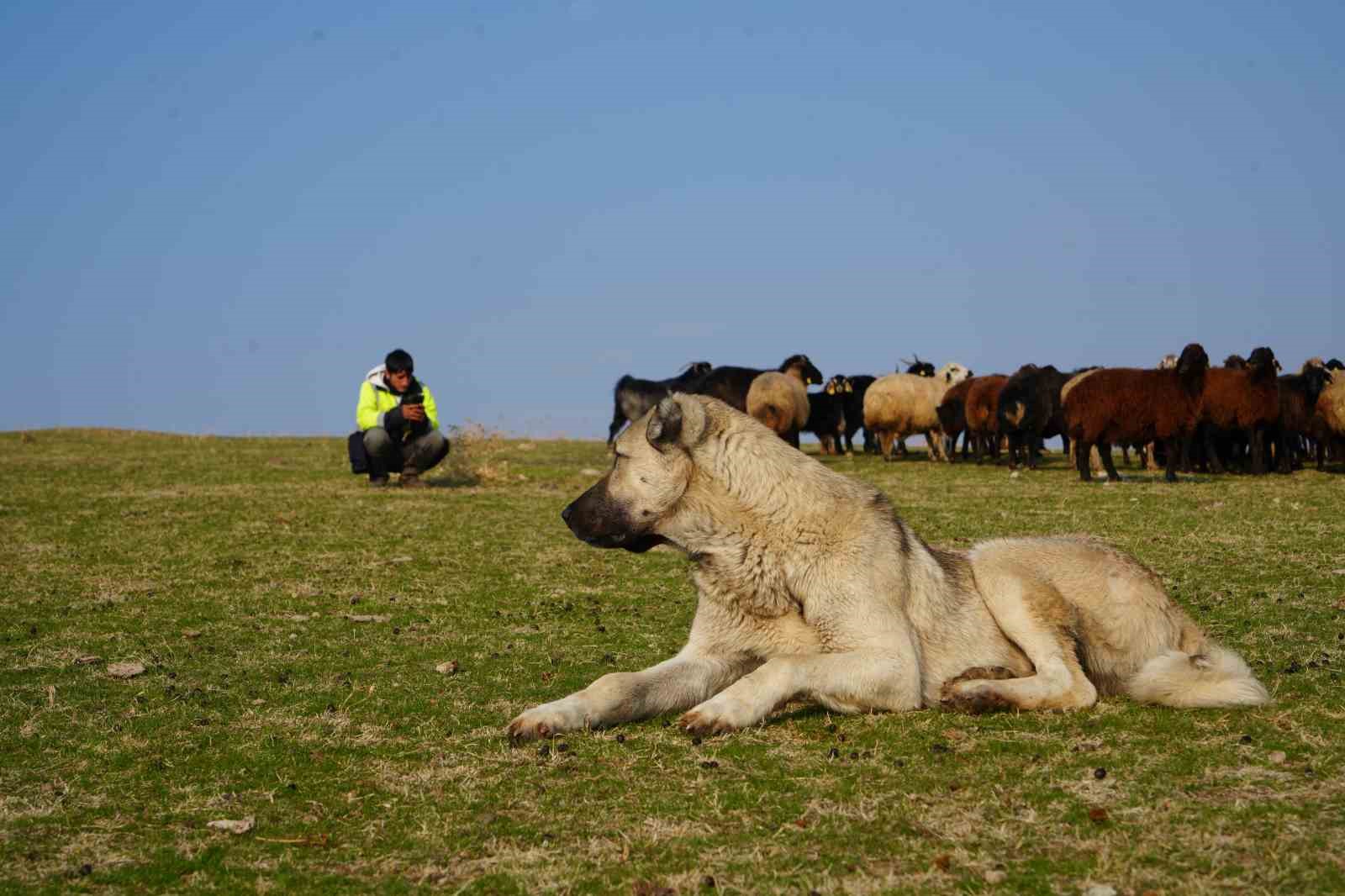 Muş’ta kar yağmayınca yem giderleri azaldı