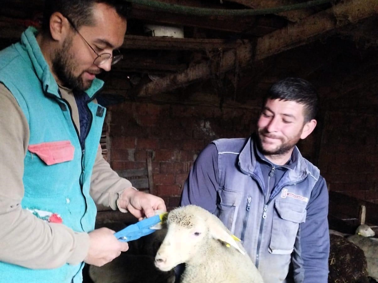Pınarhisar’da küçükbaş hayvanların küpeleri takıldı