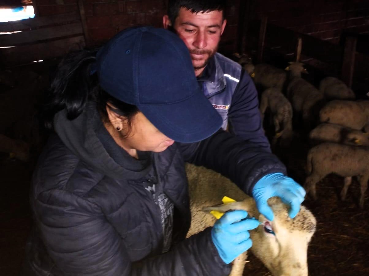 Pınarhisar’da küçükbaş hayvanların küpeleri takıldı