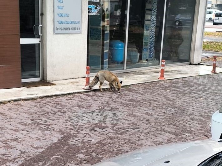 Yiyecek arayan tilki sokağa indi
