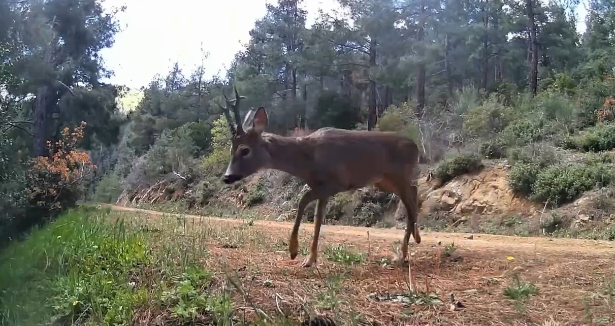 Ganos Dağları’nda fotokapan iki karacayı görüntüledi