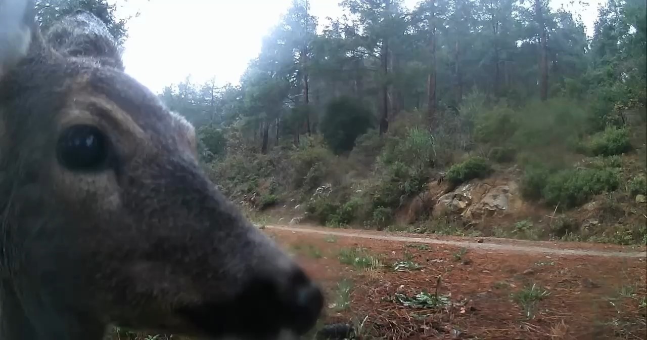 Ganos Dağları’nda fotokapan iki karacayı görüntüledi