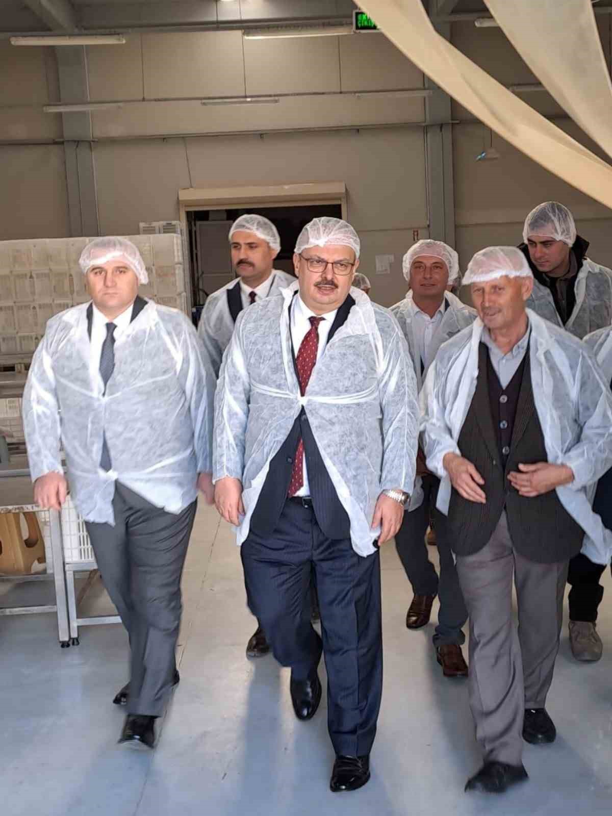 Vali Canbolat, Köşk’te zeytinyağı sıkım işletmelerinde incelemelerde bulundu