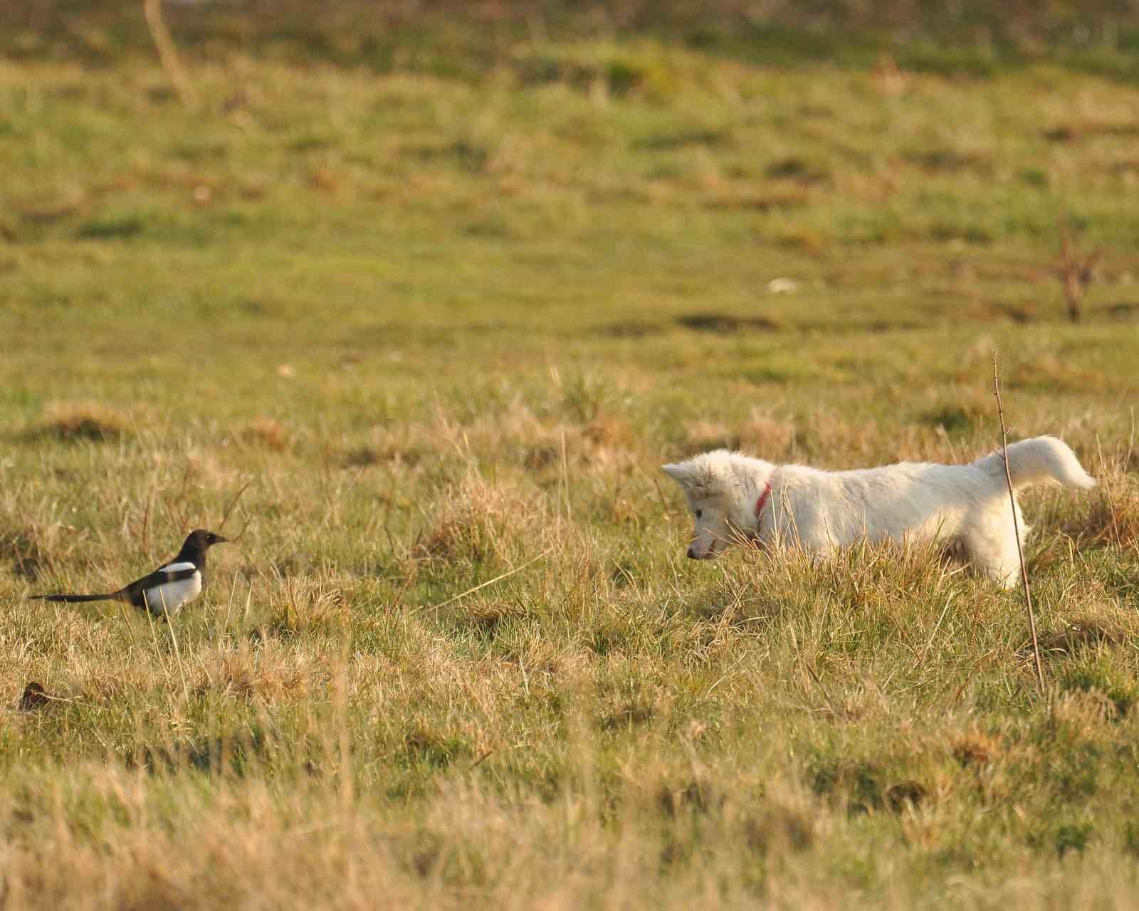 Van kedisine benzetti, fare avlayan köpek olduğu ortaya çıktı