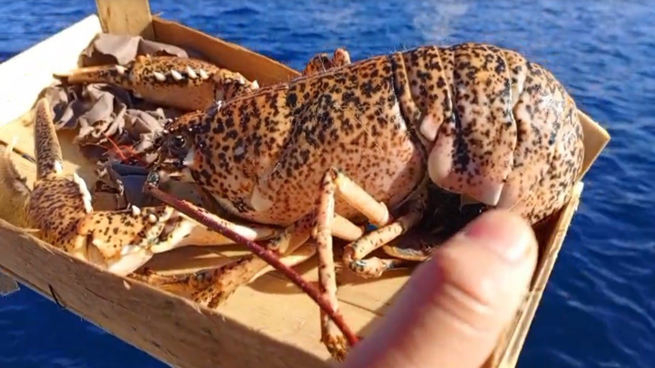 Çanakkale’de 525 kilo balığa el konuldu