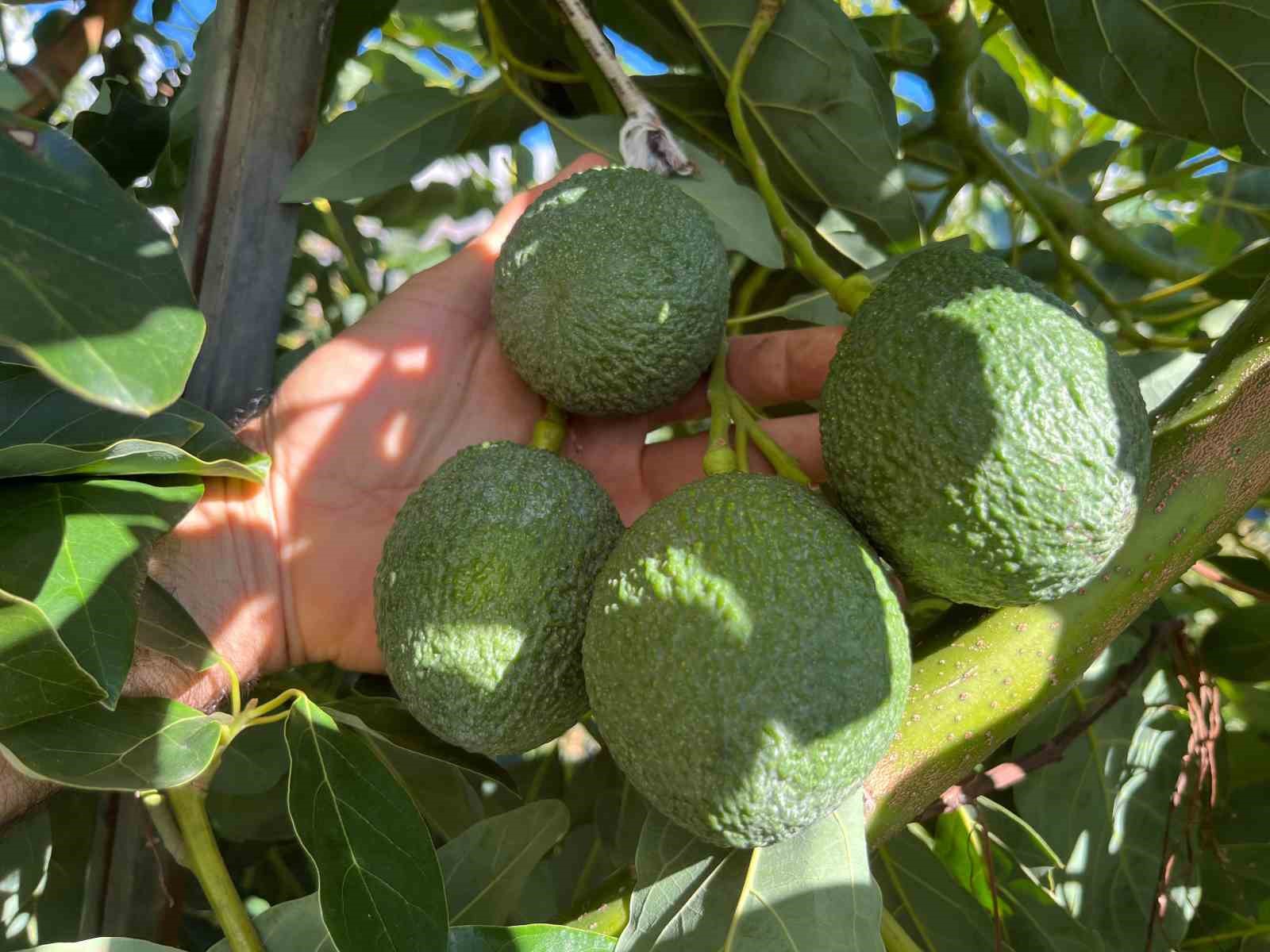 Alanya 40 bine yakın tropikal meyve üreticisiyle iç piyasa ihtiyacını karşılıyor
