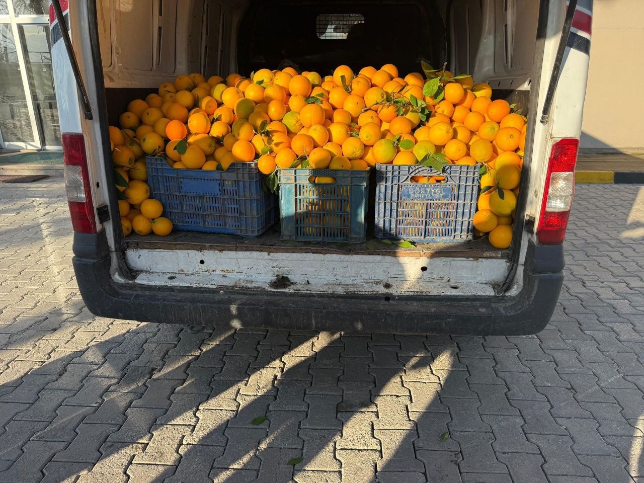 Portakal hırsızları su&ccedil;&uuml;st&uuml; yakalandı
