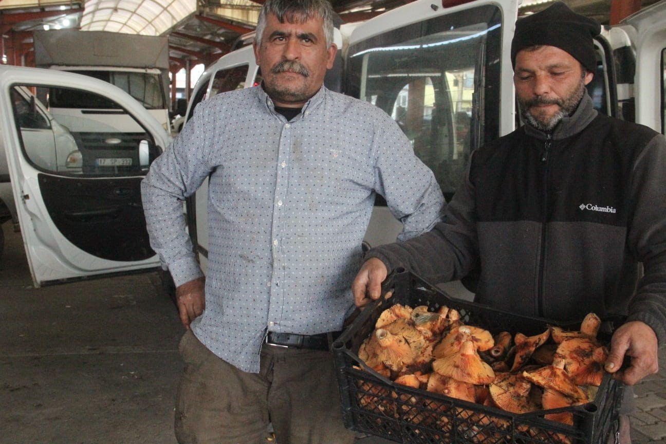 Bayramiç’te kanlıca mantarı köylünün gelir kapısı oldu 3 Bayramiç’te kanlıca mantarı köylünün gelir kapısı oldu