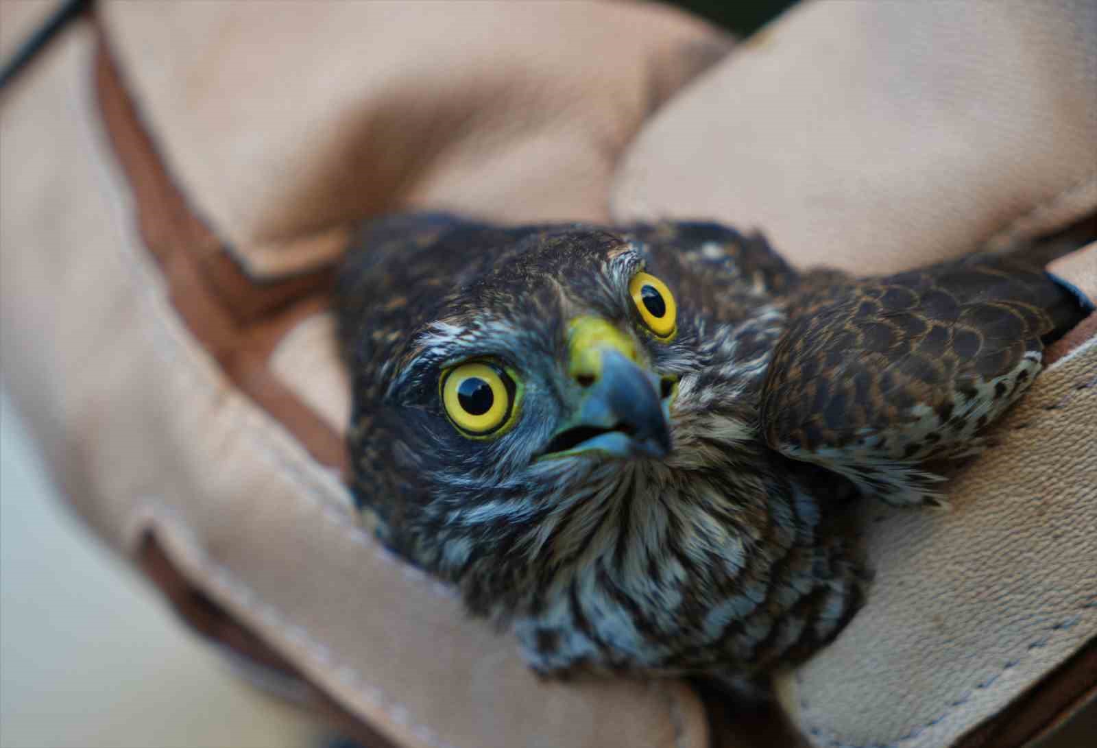 Muş’ta yaralı halde bulunan atmaca tedavi altına alındı