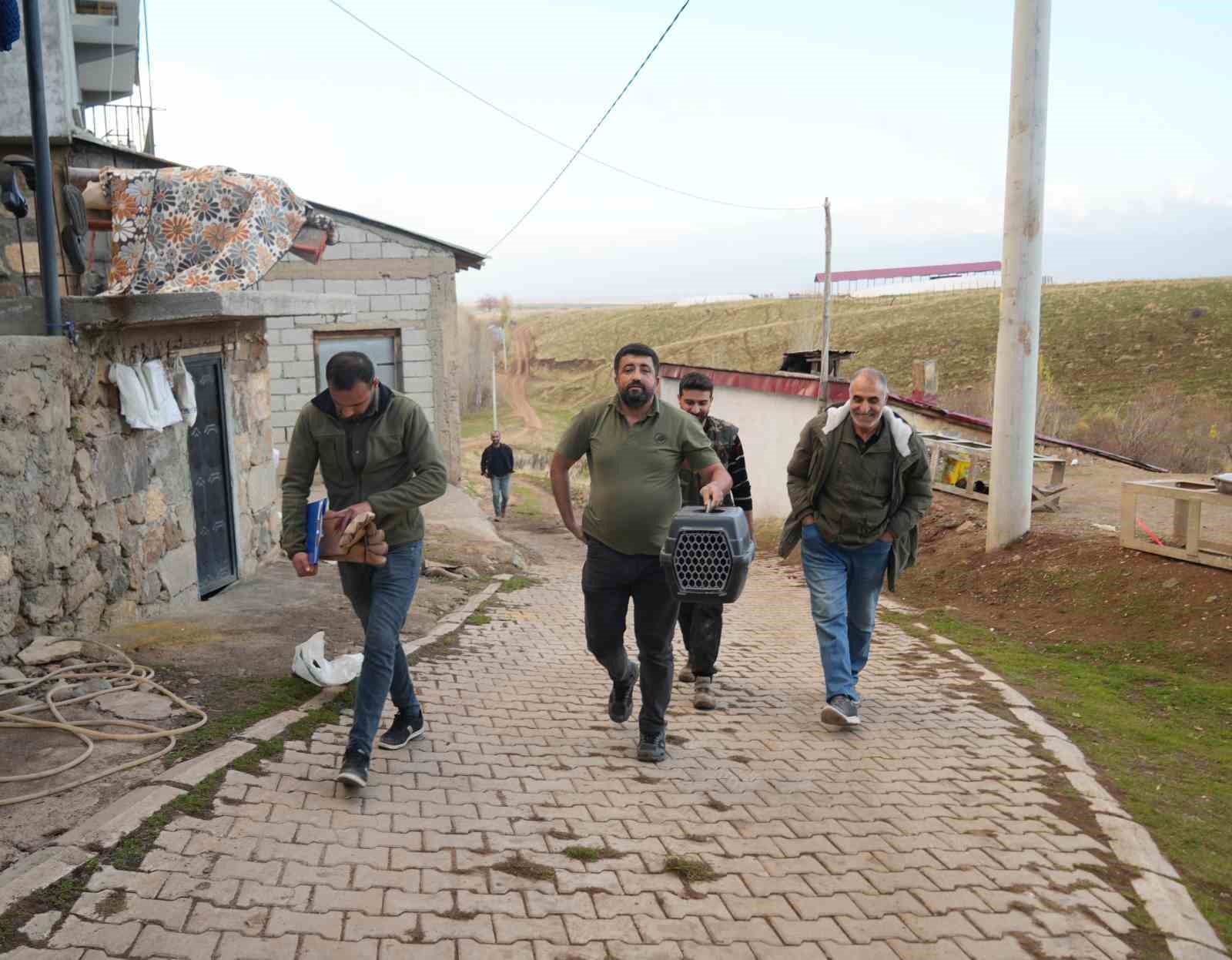 Muş’ta yaralı halde bulunan atmaca tedavi altına alındı